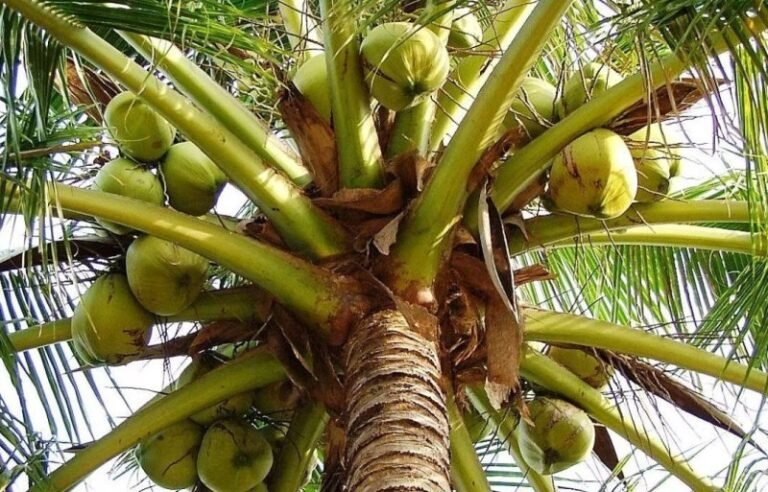Grand-Bassam /6 mois de prison pour des noix de coco